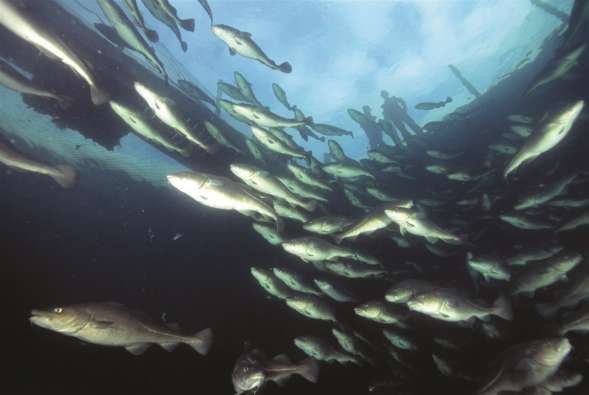 photo of a school of fish swimming together in the water