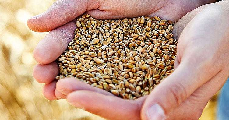 photo of hands holding a bushel of wheat in a field