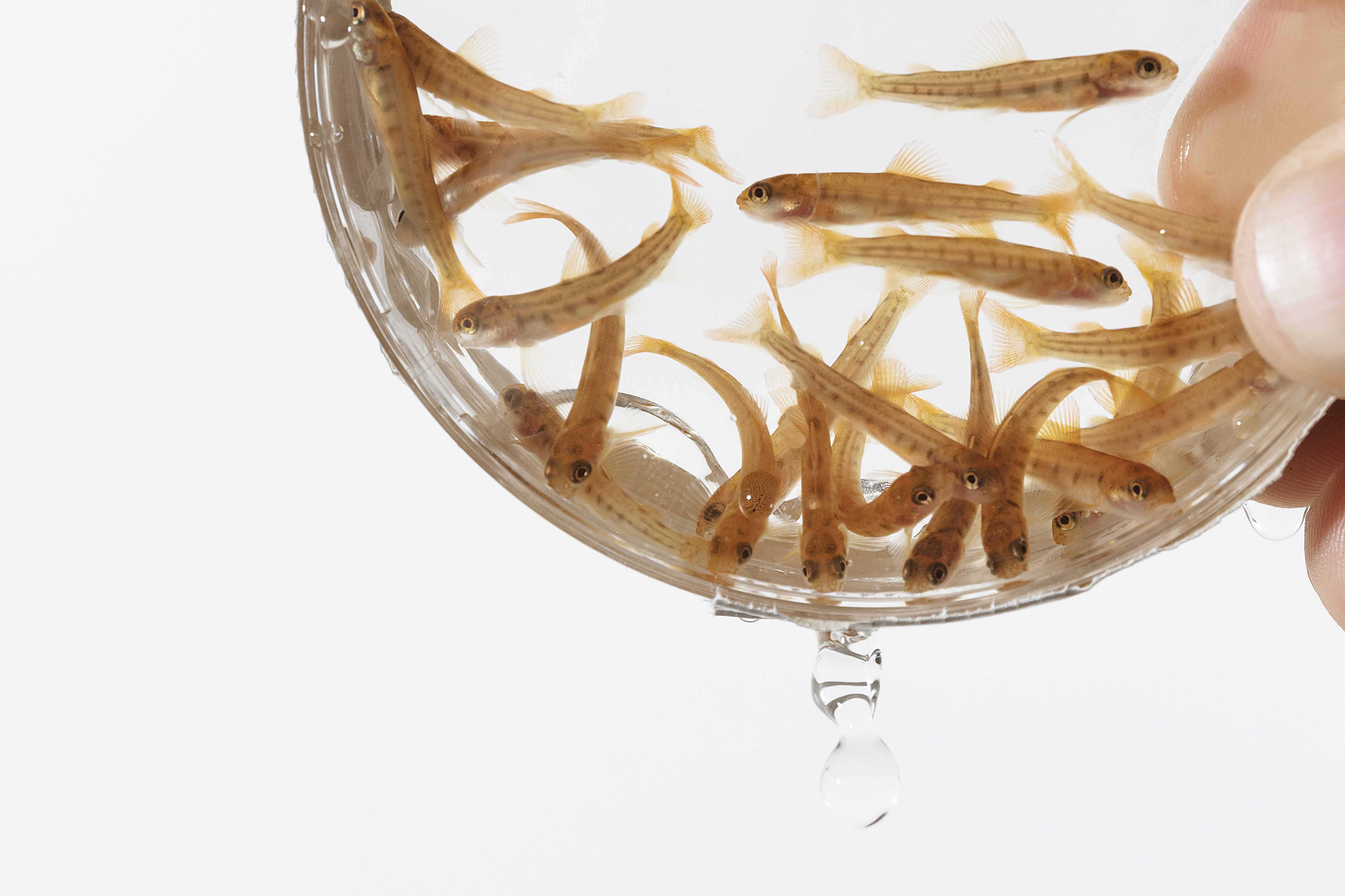 photo of tadpools in a petri dish