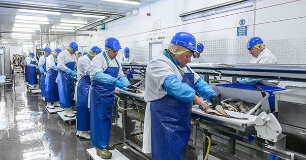 Menschen bei der Arbeit in einer Fischfabrik
