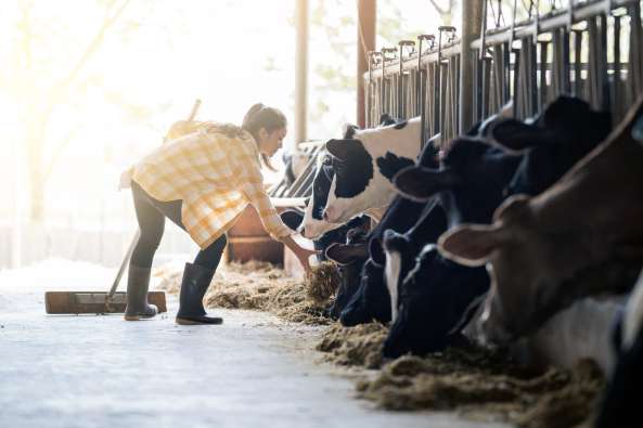 woman feeding dairy cows in barn