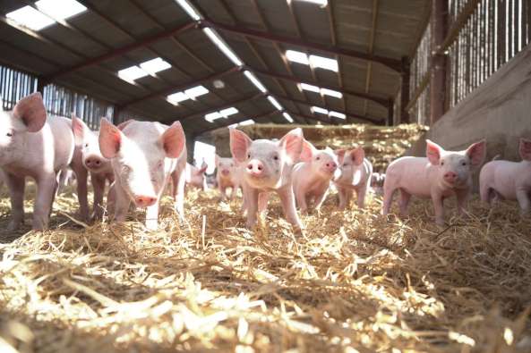 young pigs in barn